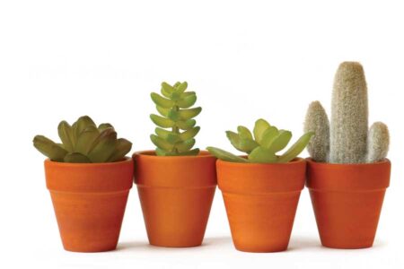 Try This: How to Make a Terrarium Image